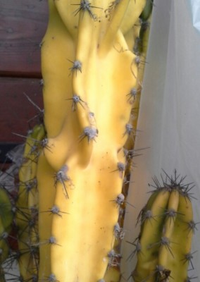 cereus peruviano  