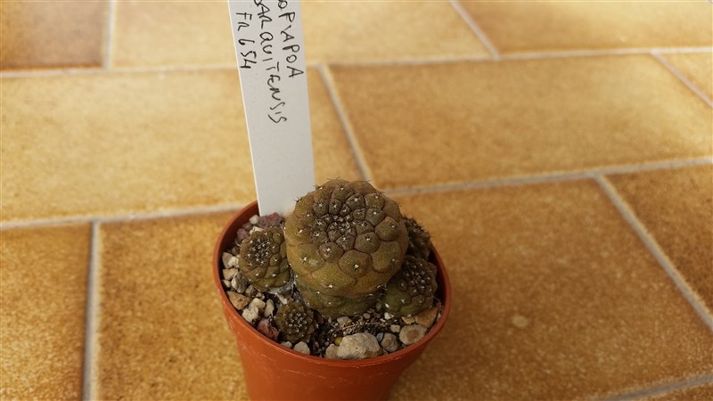 Copiapoa hypogaea v. barquitensis FR654