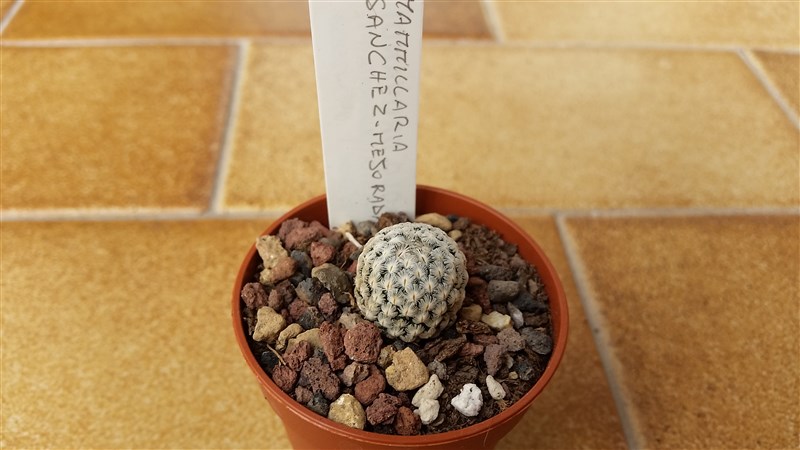 Mammillaria sanchez-mejoradae 