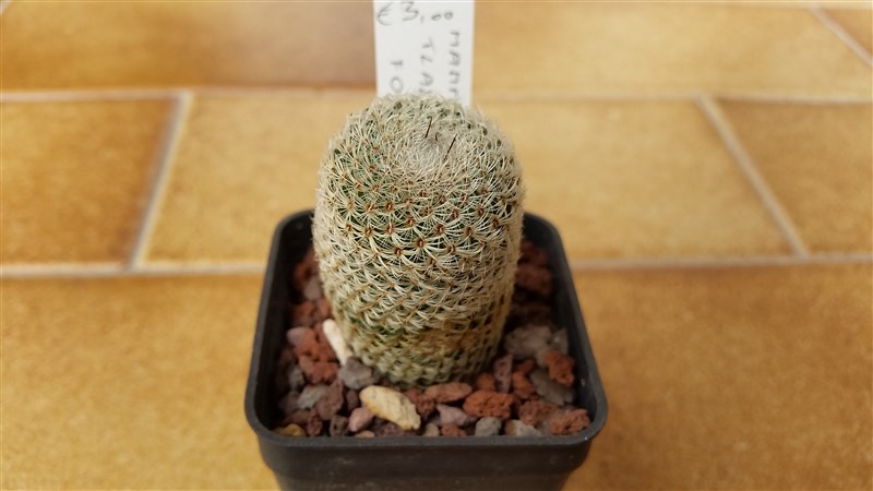 mammillaria crucigera ssp. tlalocii