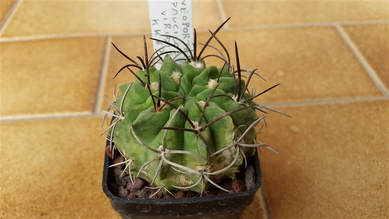 Neochilenia paucicostata v. viridis KK67
