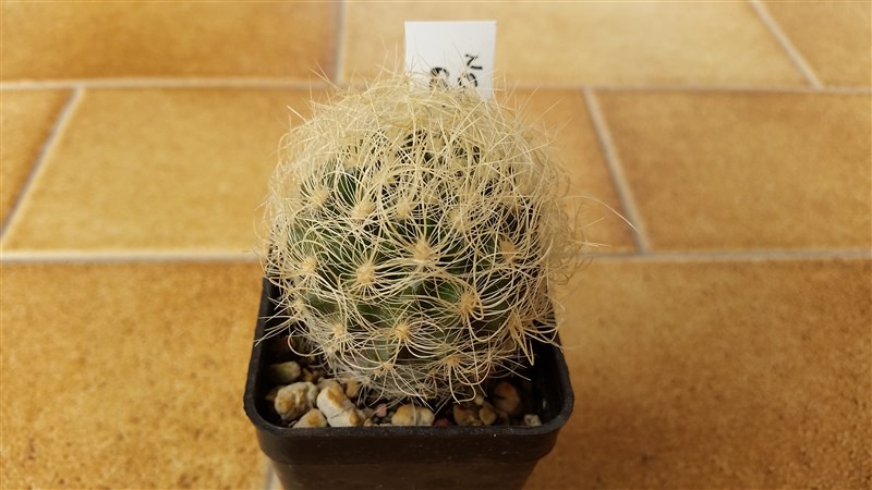 Neoporteria gerocephala 