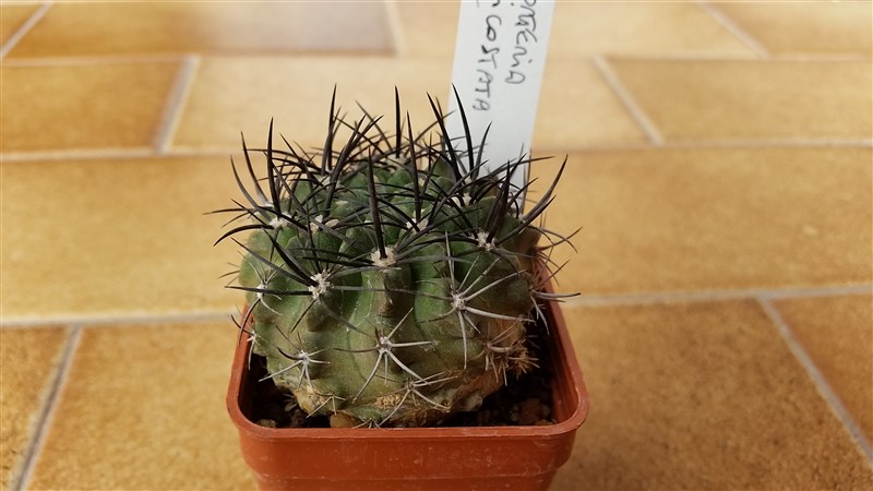 Neoporteria paucicostata 