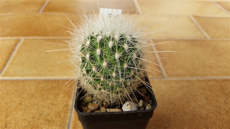 Thelocactus macdowellii 