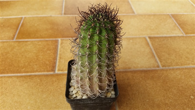 Neoporteria clavata 