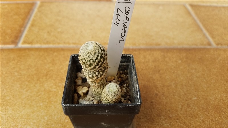 Copiapoa laui 