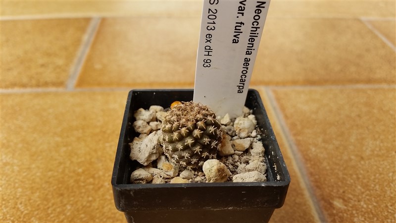 neochilenia aerocarpa v. fulva