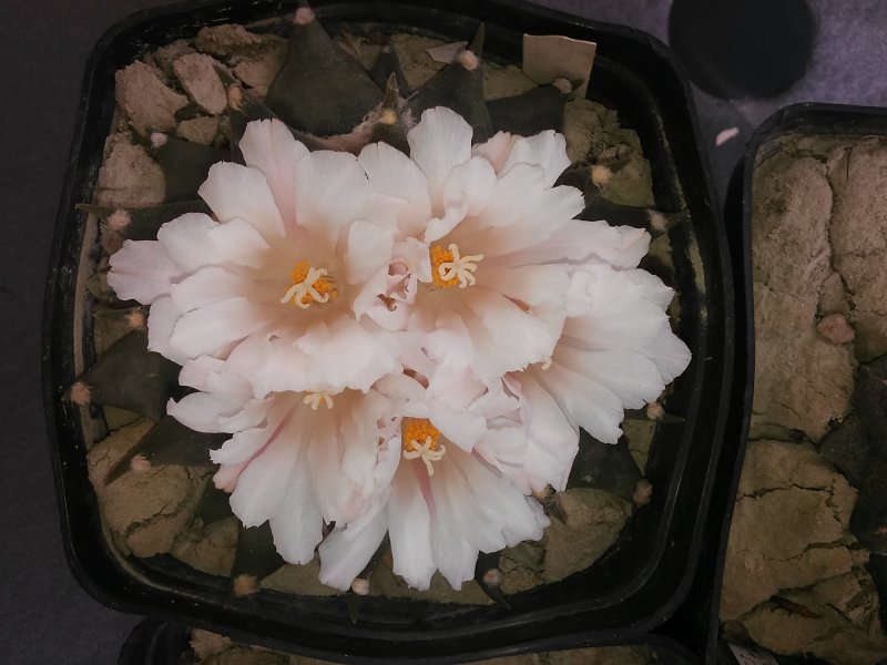 Ariocarpus retusus PAN 66