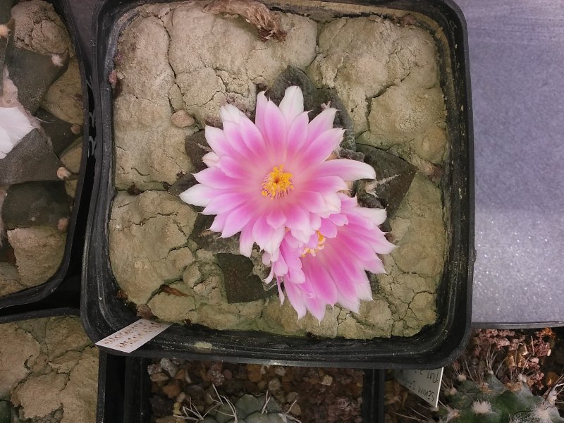 Ariocarpus fissuratus 