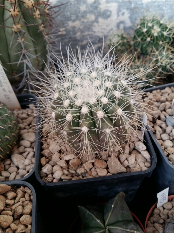 Copiapoa krainziana v. scopulina PV 2407