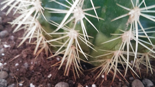 Echinocactus grusonii 
