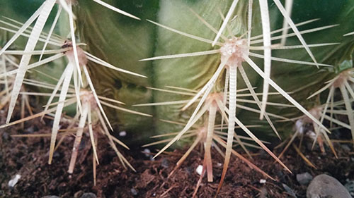 Echinocactus grusonii 