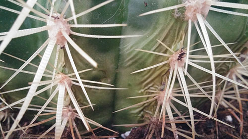 Echinocactus grusonii 