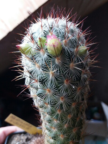 Mammillaria microhelia 