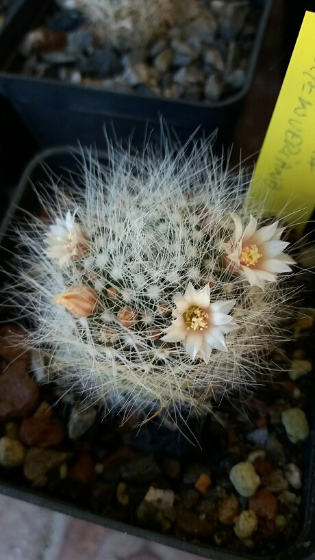 Mammillaria scheinvariana 