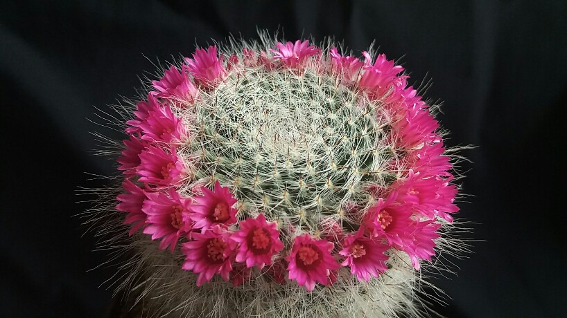 Mammillaria hahniana 