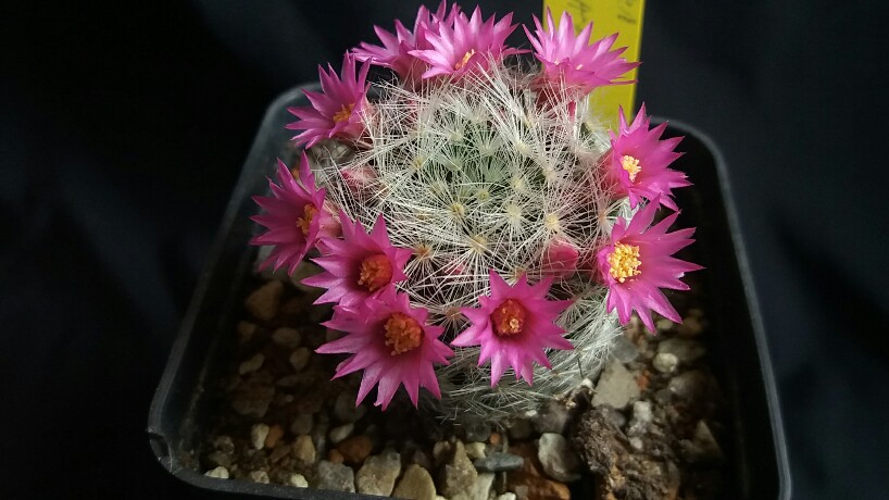 Mammillaria laui ssp. dasyacantha 