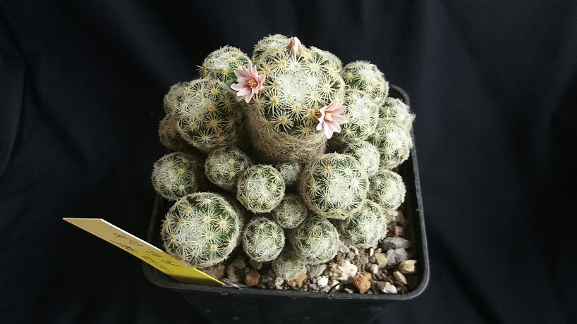 Mammillaria schiedeana ssp. giselae 