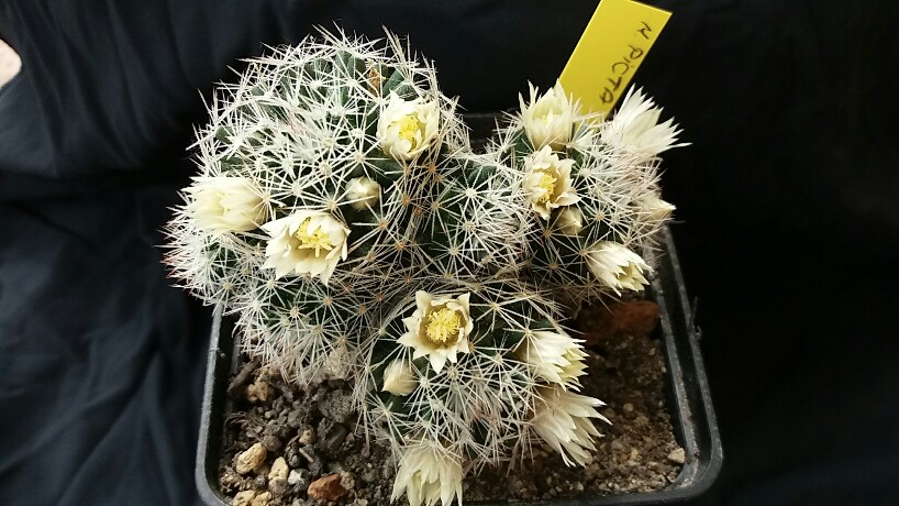 Mammillaria picta 