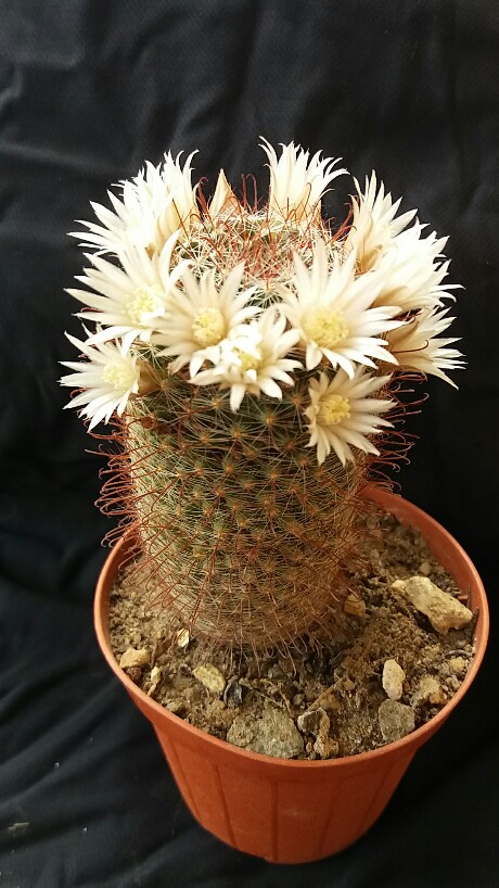 Mammillaria painteri 