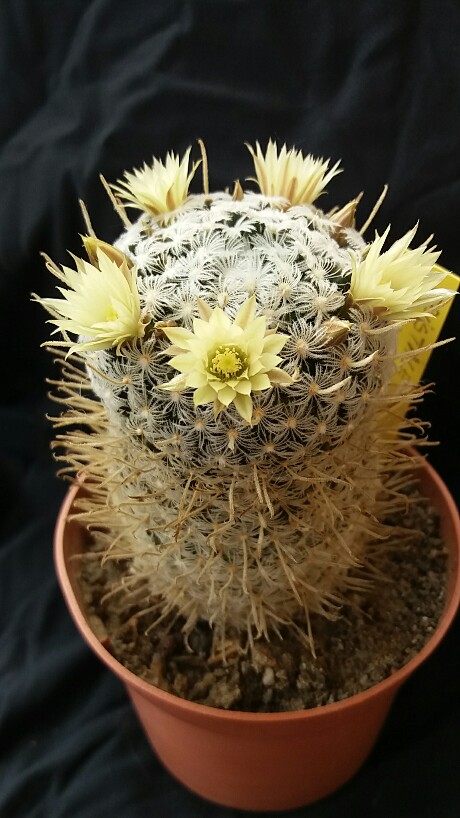 Mammillaria duwei 