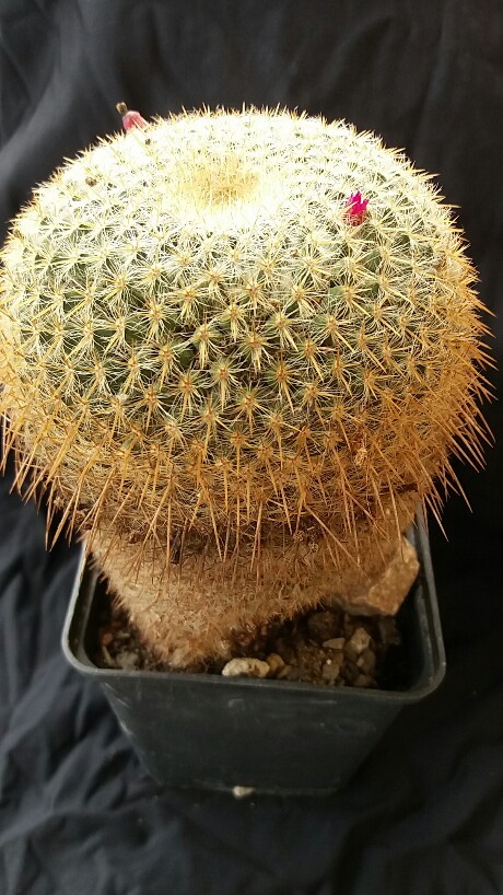 Mammillaria muehlenpfordtii 