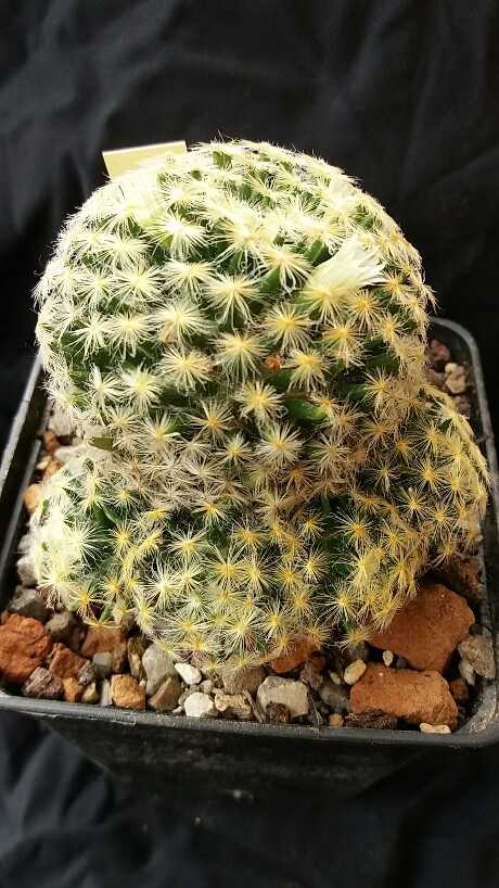 Mammillaria schiedeana 