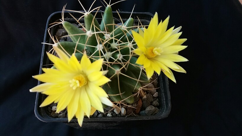 Mammillaria longimamma 