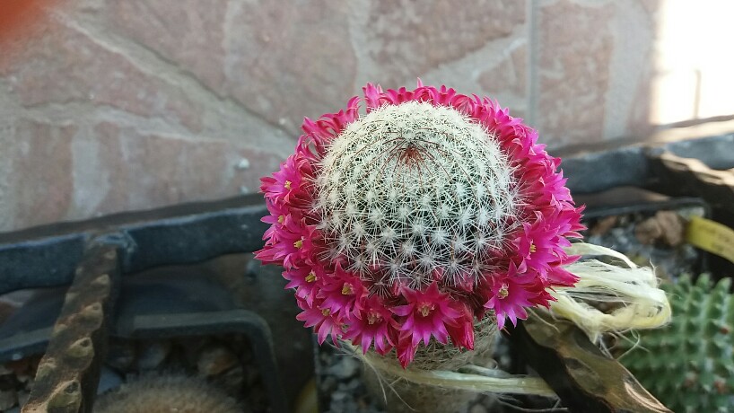 Mammillaria matudae 