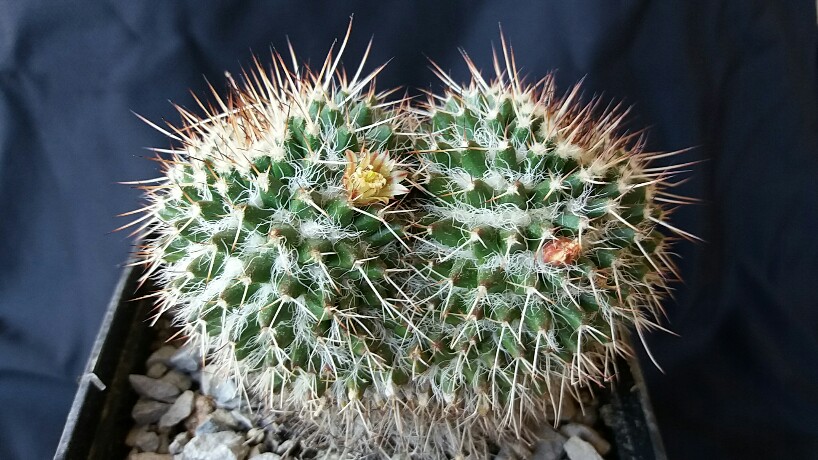 Mammillaria karwinskiana 