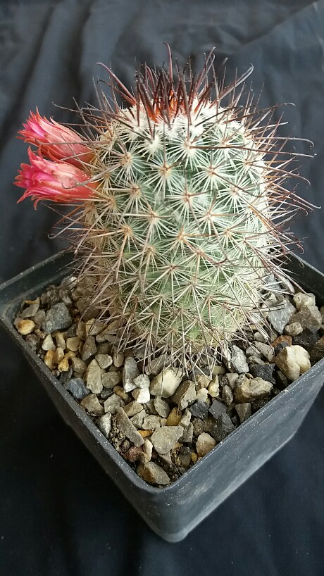 Mammillaria krasuckae 