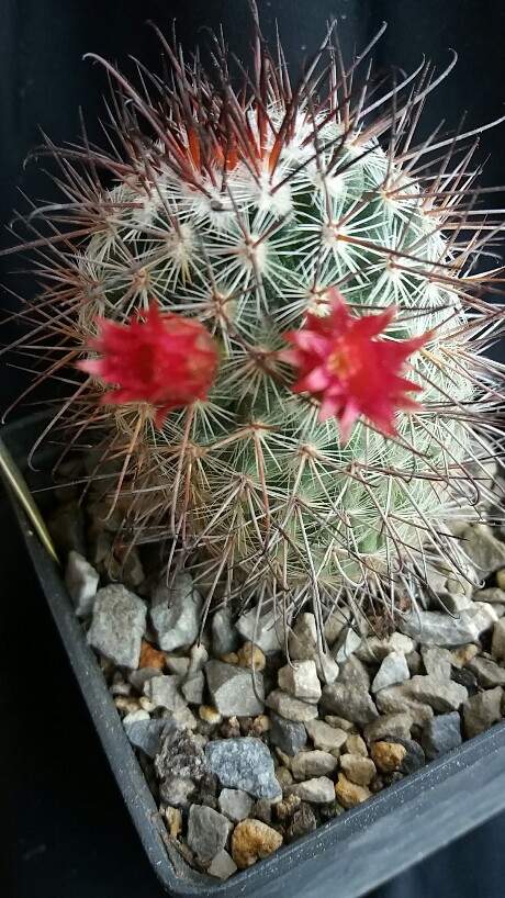 Mammillaria krasuckae 