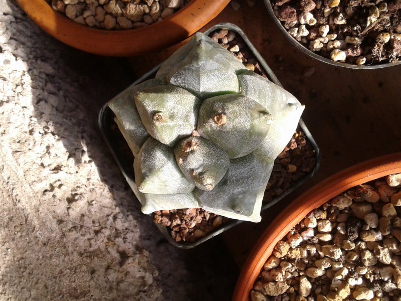 astrophytum coahuilense cv. kikko