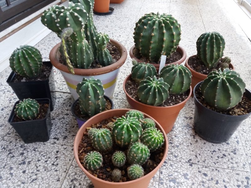 Tutti echinopsis subdenudatum??? quali...??? 