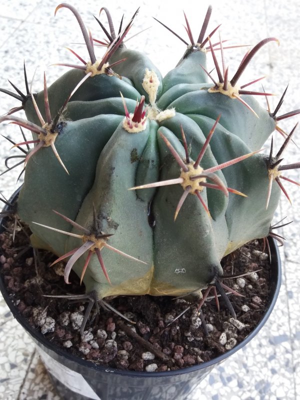 Ferocactus (direi) ??? mai fiorito... 