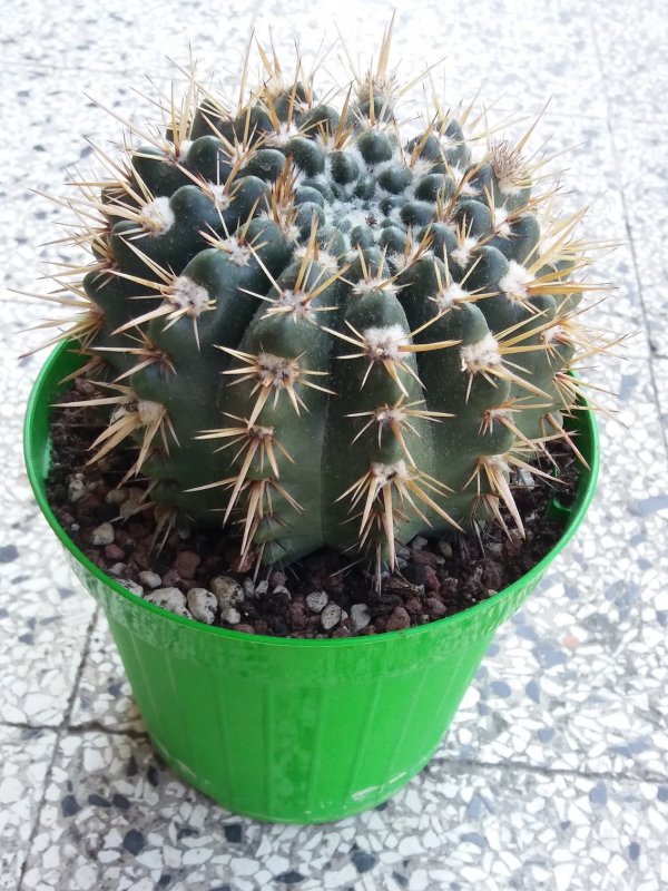 Notocactus?parodia?  