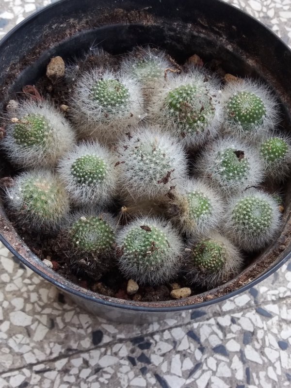 Mammillaria???  