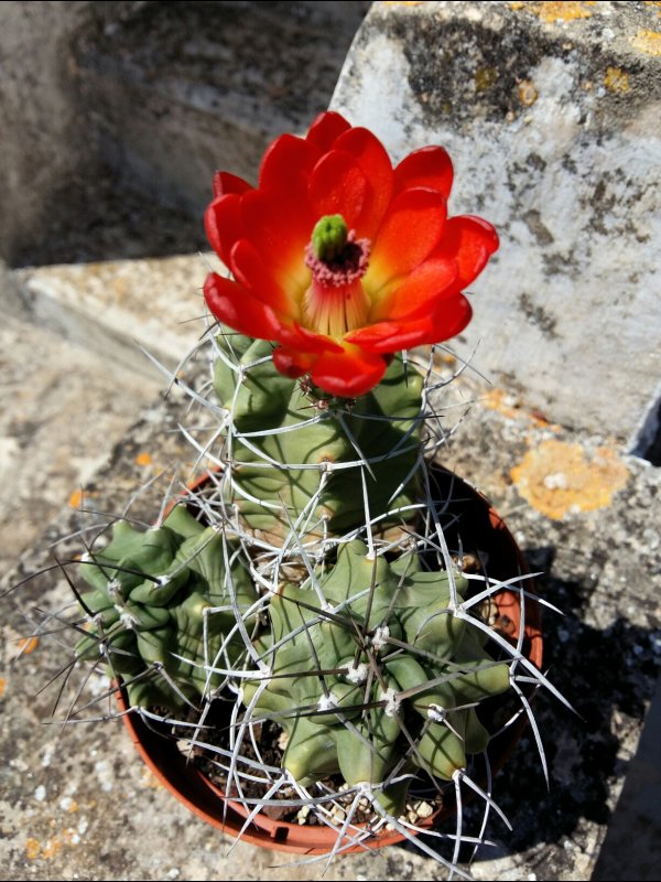 Echinocereus triglochidiatus 