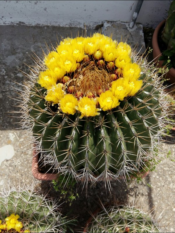 Ferocactus alamosanus 