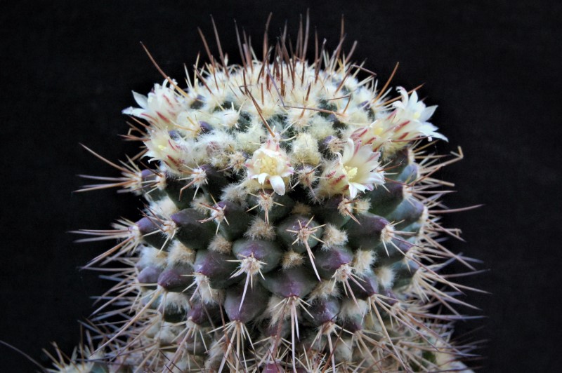 Mammillaria karwinskiana ssp. beiselii f. arteaga 