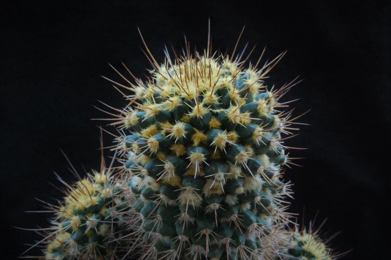 Mammillaria karwinskiana ssp. beiselii f. arteaga 