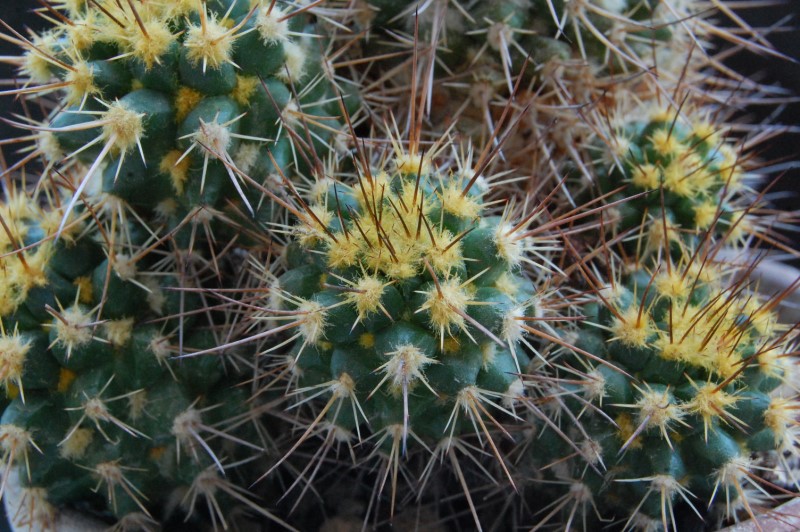 Mammillaria karwinskiana ssp. beiselii f. arteaga 