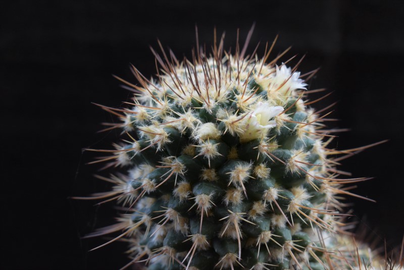 Mammillaria karwinskiana ssp. beiselii f. arteaga 