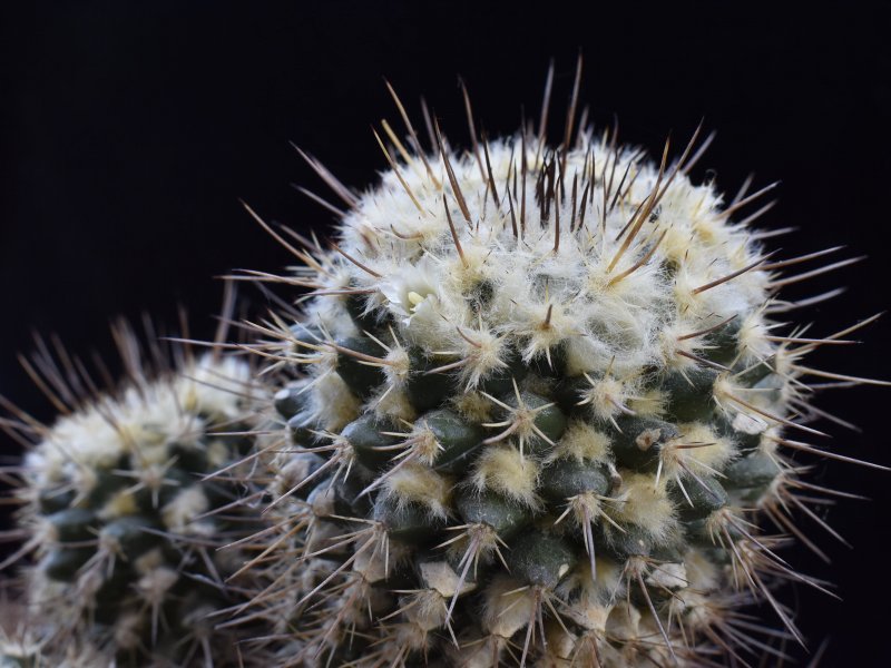 Mammillaria karwinskiana ssp. beiselii f. arteaga 