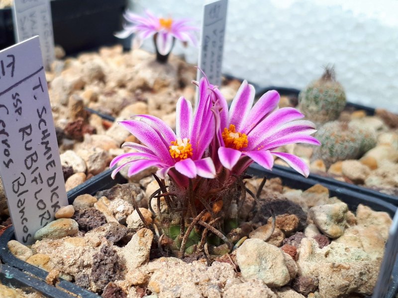 Turbinicarpus schmiedickeanus ssp. rubriflorus 