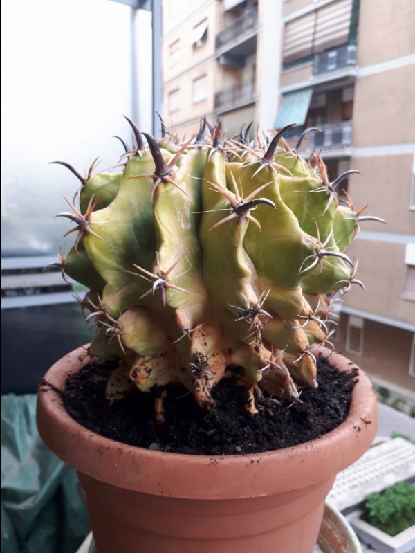 Ferocactus  