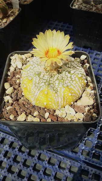 Astrophytum asterias cv. super kabuto 