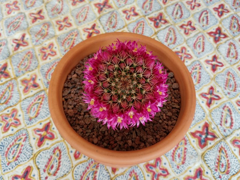 Mammillaria backebergiana 