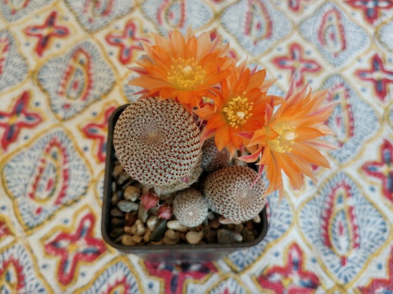 Rebutia heliosa 