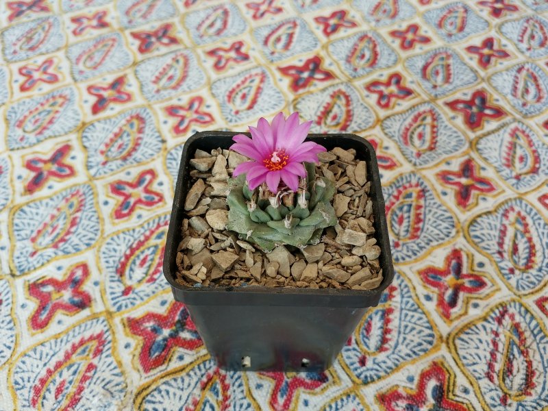 Turbinicarpus alonsoi 